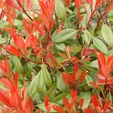 Photinia x fraseri jeune feuille